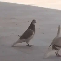 کبوتر موریس دلبر