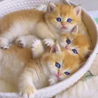 جشنواره تخصصی گربه های نایاب و لوکس (مفت)