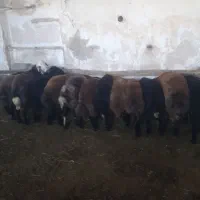 ۱۱تا بره نر پای پروری
