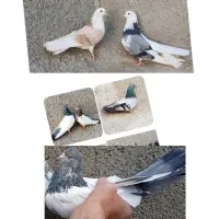 طوقی.دمسبز.شازده.سبز