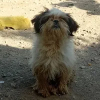 سگ پاکوتاه