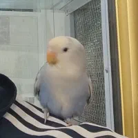 طوطی گمشده در بجنورد