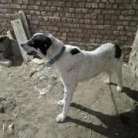 سگ خانگی