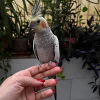 عروس هلندی با قفس