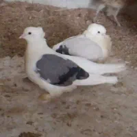 کفتر دوکت سبز ماده پشت سبز ماده سفید