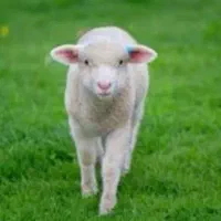 قصابی و ذبح برای قربان