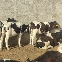 4راس گوساله نر 100کیلویی 3ماه گاو4راس 150کیلو 6ماه
