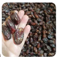 خرما شهابی و رطب برحی