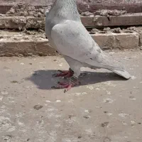 فیلی|پرنده|گنبد کاووس, |دیوار