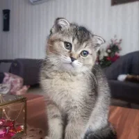 گربه بریتیش × اسکاتیش فوق‌العاده زیبا