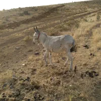 حیوانات مزرع