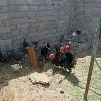 نر ماده|حیوانات مزرعه|بم, |دیوار