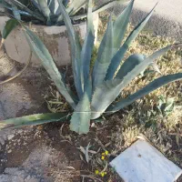 کاکتوس