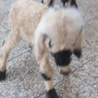 بره شیری
