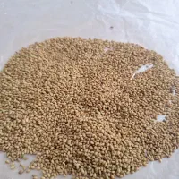 بذر یونجه میاندوآب قره یونجه . بذر اصلاح شده ترکیه