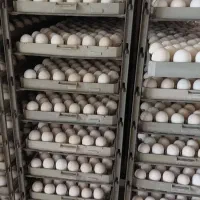 تخم نطفه دار مرغ زینتی و پرندگان زینتی