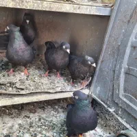 کبوتر ذاغ (سیاه) آبادانی