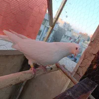 کبوتر پرشی