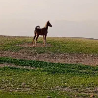 اسب