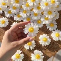 شمع گل بابونه