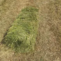 یونجه خالص