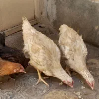 ۴ عدد مرغ