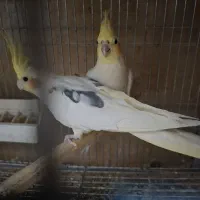 عروس هلندی جفت مولد