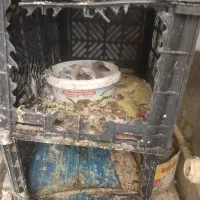 گمشده