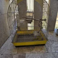 قفس پرنده