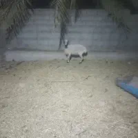 گوسفند