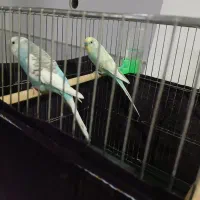 مرغ عشق