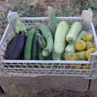خیار ، بادمجان ، انجیر ، کدو ، خیار چنبر سمنان