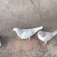 جوجه عویدی خالدار