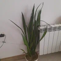 گل های طبیعی
