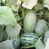 فروش خربزه محلی