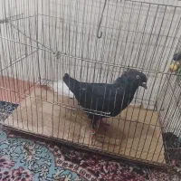 فروش پرنده