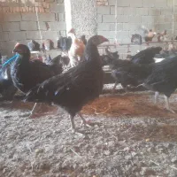 نیمچه