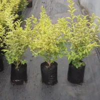 ترون سبز و ابلق کیسه ای