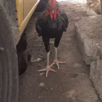 خروس