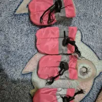 کفش و پاپوش سگ نو نو