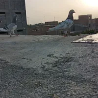 کفتر پرشی