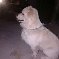 سگ پامر اصل