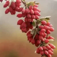 زرشک پفکی قهستان