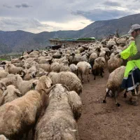 چوپانی در ترکیه