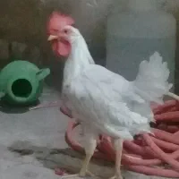 خروس ۶ ماهه و سرحال و آواز خوان