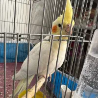 جوجه عروس هلندی