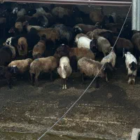 فروش ۷۰ راس گوسفند داشتی