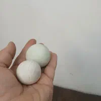 سنگ شب نما|کلکسیون اشیاء عتیقه|تهران, فردوس|دیوار