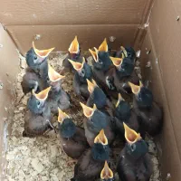 جوجه مینا تک و تعداد