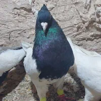 کله سیا سینه سیا درجه یک لیموی دمسفید تخت خال